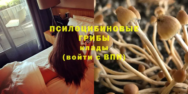 наркота  Солигалич  Псилоцибиновые грибы Psilocybe 